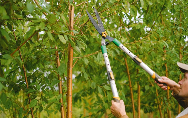 Tree trimming in Mattoon, WI